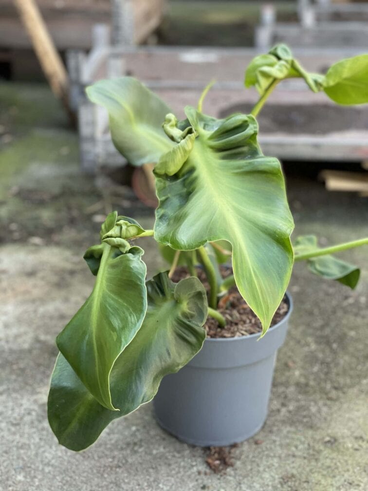 Zdjęcie rośliny Philodendron rugosum "Pig Skin", ujęcie 1