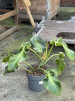 Zdjęcie rośliny Philodendron rugosum "Pig Skin", ujęcie 2