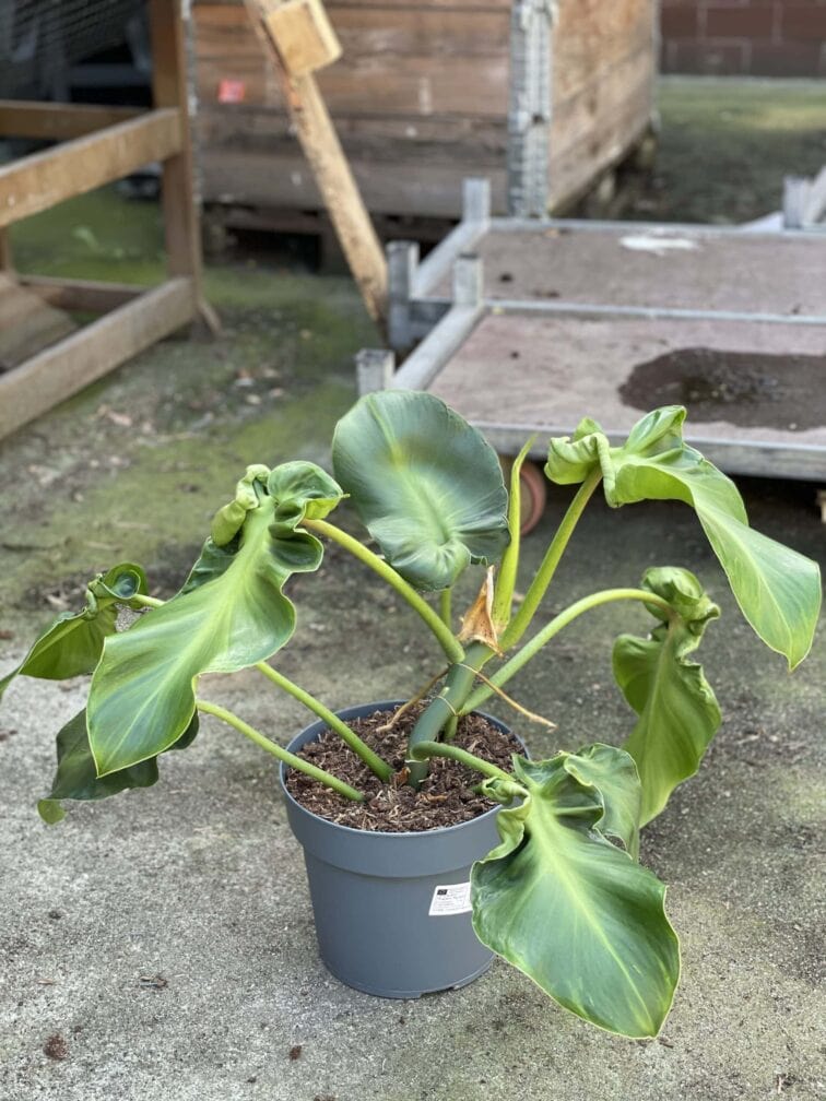 Zdjęcie rośliny Philodendron rugosum "Pig Skin", ujęcie 2