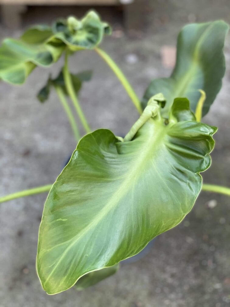 Zdjęcie rośliny Philodendron rugosum "Pig Skin", ujęcie 3