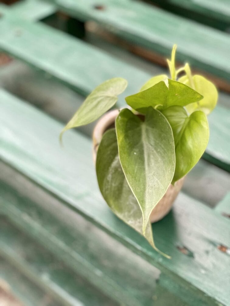 Zdjęcie rośliny Philodendron Scandens, ujęcie 1