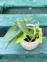 Zdjęcie rośliny Philodendron Scandens, ujęcie 2