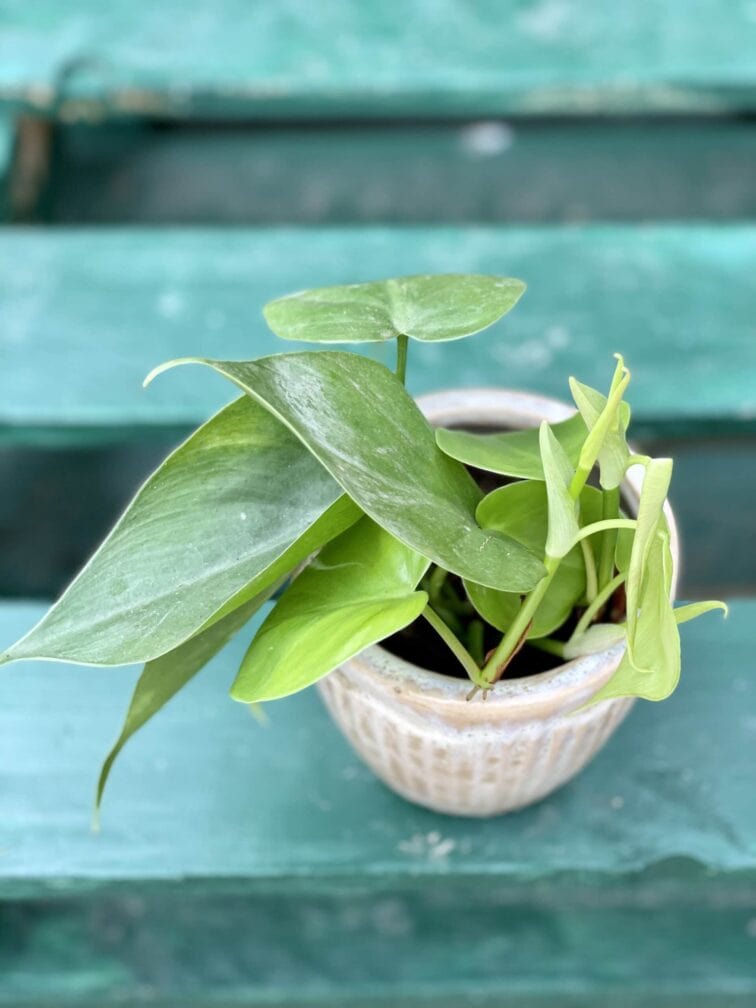 Zdjęcie rośliny Philodendron Scandens, ujęcie 2