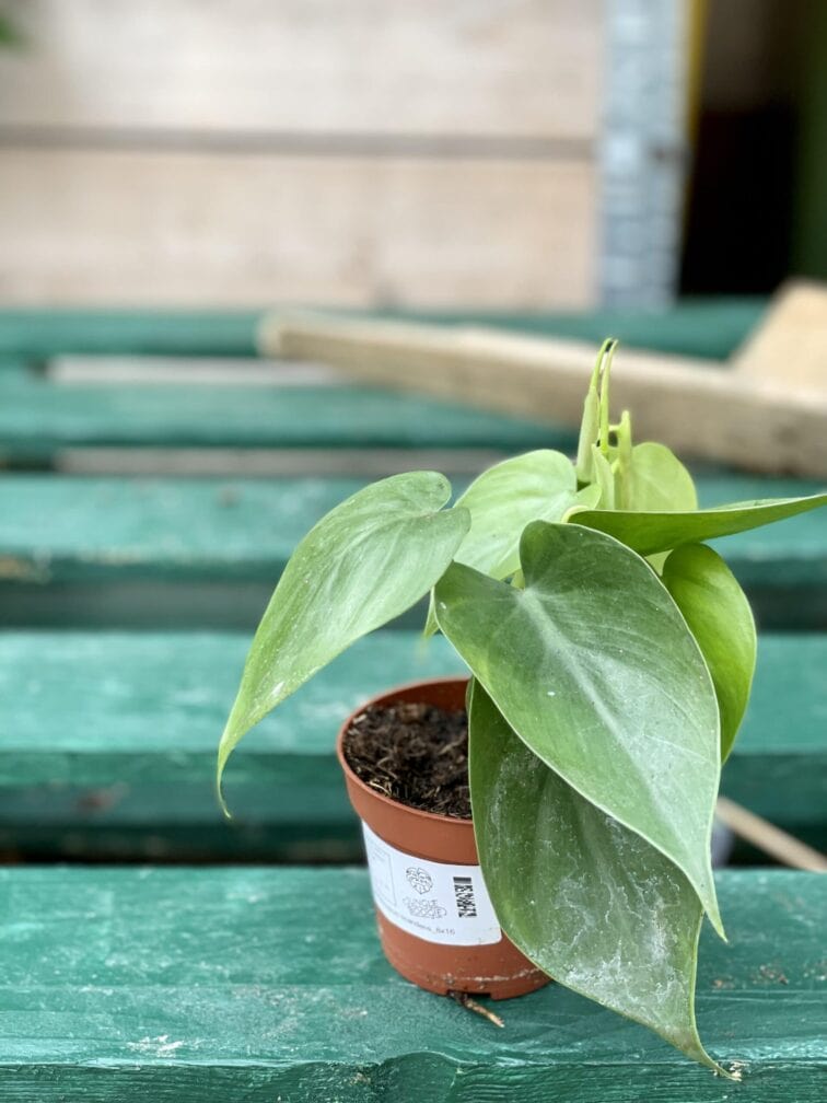 Zdjęcie rośliny Philodendron Scandens filodendron pnący, ujęcie 3
