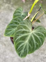 Zdjęcie rośliny Philodendron Verrucosum, ujęcie 1