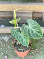 Zdjęcie rośliny Philodendron Verrucosum, ujęcie 2