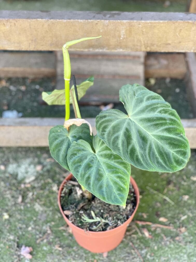 Zdjęcie rośliny Philodendron Verrucosum, ujęcie 2