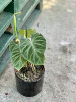 Zdjęcie rośliny Philodendron Verrucosum, ujęcie 3