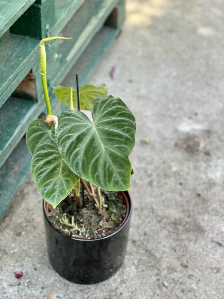 Zdjęcie rośliny Philodendron Verrucosum, ujęcie 3