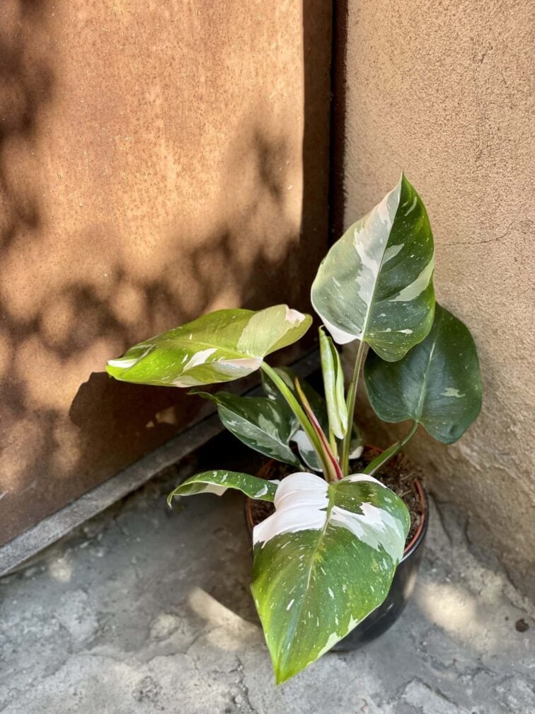 Zdjęcie rośliny Philodendron White Princess, ujęcie 2