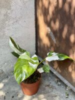 Zdjęcie rośliny Philodendron White Princess, ujęcie 3