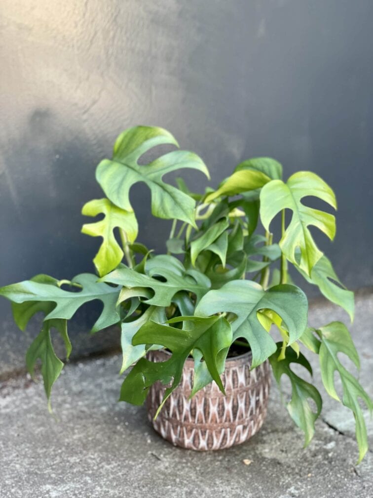 rhaphidophora-tetrasperma_11x35-1_1624084993.jpg Zdjęcie rośliny Rhaphidophora Tetrasperma (Monstera Minima), ujęcie 1