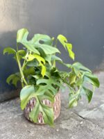 Zdjęcie rośliny Rhaphidophora Tetrasperma (Monstera Minima), ujęcie 2