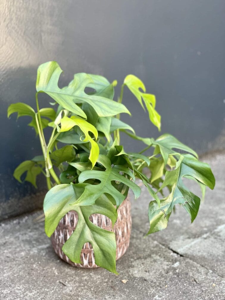 Zdjęcie rośliny Rhaphidophora Tetrasperma (Monstera Minima), ujęcie 2