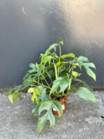 Zdjęcie rośliny Rhaphidophora Tetrasperma (Monstera Minima), ujęcie 3
