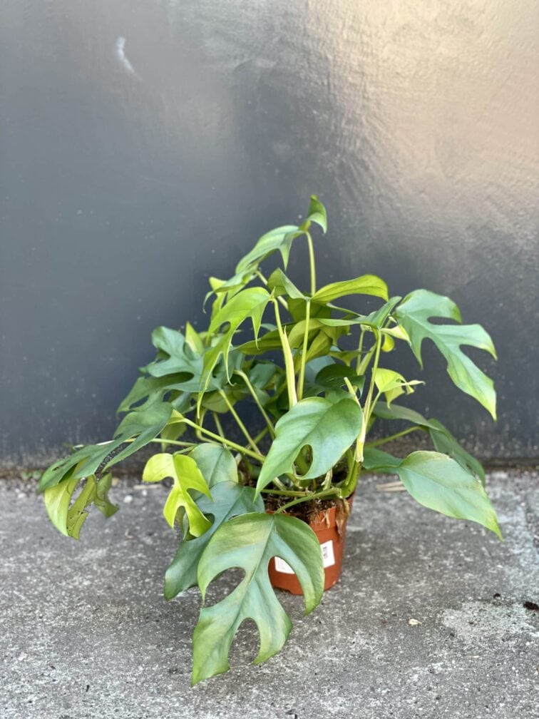 Zdjęcie rośliny Rhaphidophora Tetrasperma (Monstera Minima), ujęcie 3