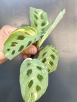 Zdjęcie rośliny Sadzonka Maranta Kerchoveana Variegata, ujęcie 1
