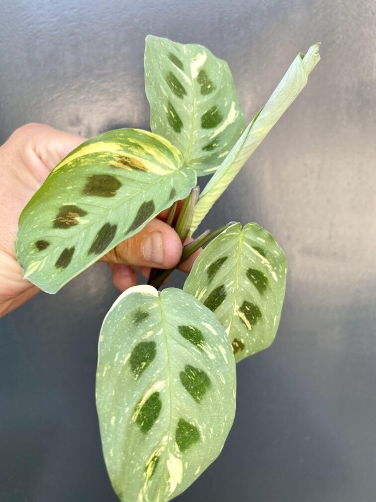 sadzonka-maranta-kerchoveana-variegata_7-1_1624275241.jpg Zdjęcie rośliny Sadzonka Maranta Kerchoveana Variegata, ujęcie 1