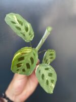 Zdjęcie rośliny Sadzonka Maranta Kerchoveana Variegata, ujęcie 2