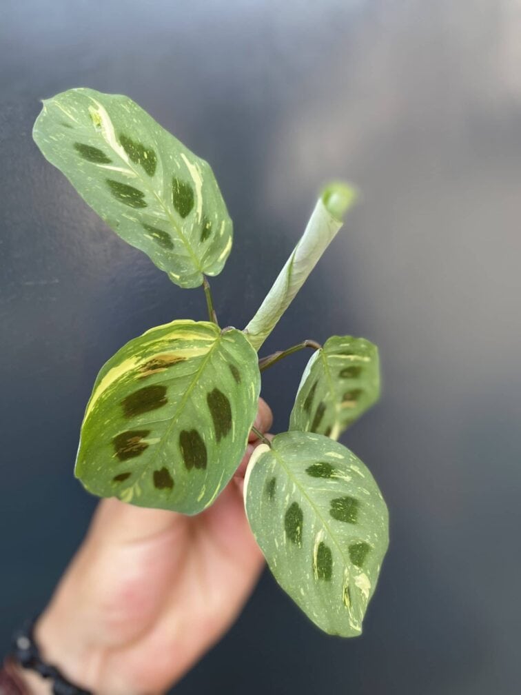 Zdjęcie rośliny Sadzonka Maranta Kerchoveana Variegata, ujęcie 2