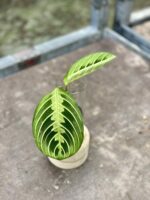 Zdjęcie rośliny Sadzonka Maranta Lemon Lime, ujęcie 1