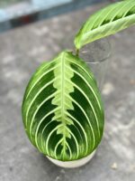 Zdjęcie rośliny Sadzonka Maranta Lemon Lime, ujęcie 2
