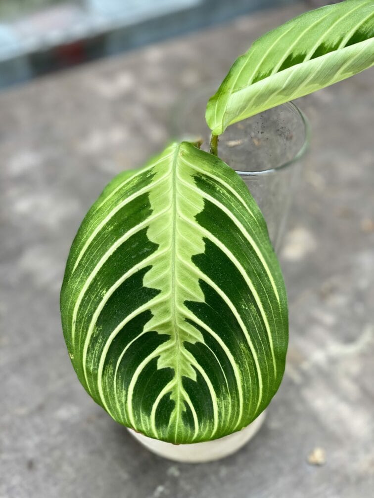 Zdjęcie rośliny Sadzonka Maranta Lemon Lime, ujęcie 2