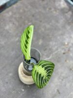 Zdjęcie rośliny Sadzonka Maranta Lemon Lime, ujęcie 3