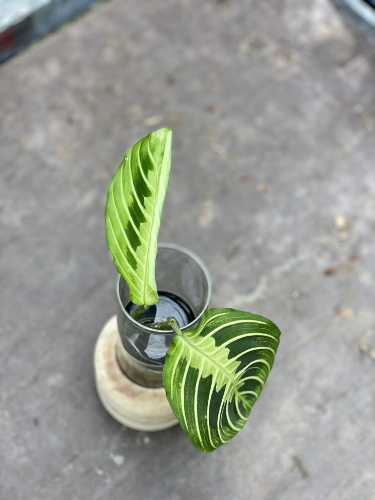 Zdjęcie rośliny Sadzonka Maranta Lemon Lime, ujęcie 3