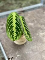 Zdjęcie rośliny Sadzonka Maranta Lemon Lime, ujęcie 3