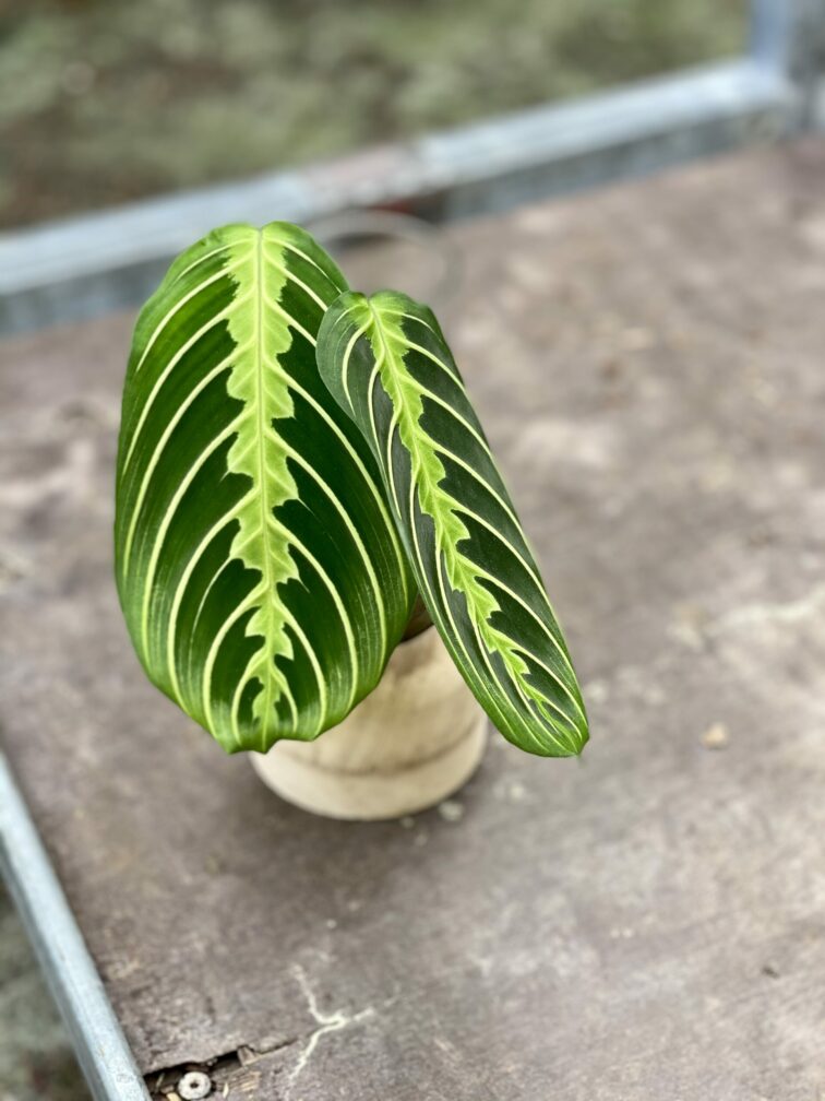 Zdjęcie rośliny Sadzonka Maranta Lemon Lime, ujęcie 3