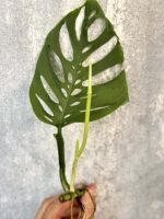 Zdjęcie rośliny Sadzonka Monstera laniata, ujęcie 1