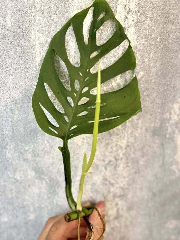 sadzonka-monstera-laniata_3-1_1624291556.jpg Zdjęcie rośliny Sadzonka Monstera laniata, ujęcie 1