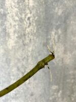 Zdjęcie rośliny Sadzonka Monstera laniata, ujęcie 2