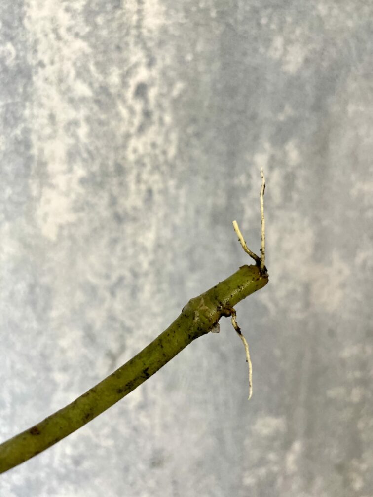 Zdjęcie rośliny Sadzonka Monstera laniata, ujęcie 2