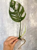 Zdjęcie rośliny Sadzonka Monstera laniata, ujęcie 1
