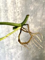 Zdjęcie rośliny Sadzonka Monstera laniata, ujęcie 2