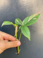 Zdjęcie rośliny Sadzonka Syngonium Pink Splash, ujęcie 2