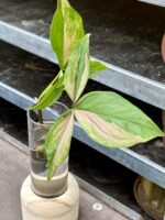 Zdjęcie rośliny Sadzonka Syngonium Pink Splash, ujęcie 2