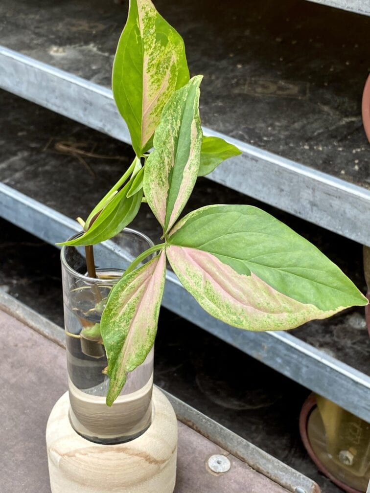 Zdjęcie rośliny Sadzonka Syngonium Pink Splash, ujęcie 2