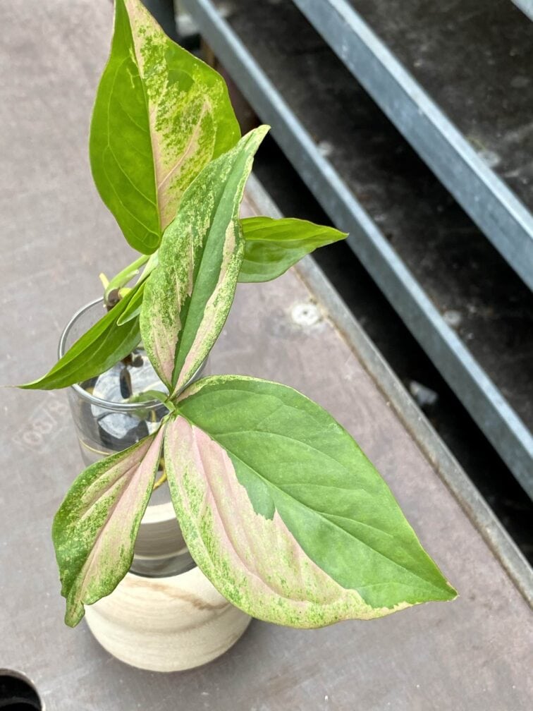 Zdjęcie rośliny Sadzonka Syngonium Pink Splash, ujęcie 3
