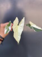 Zdjęcie rośliny Sadzonka Syngonium Podophyllum Albo Variegata, ujęcie 1