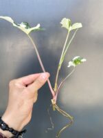 Zdjęcie rośliny Sadzonka Syngonium Podophyllum Albo Variegata, ujęcie 2