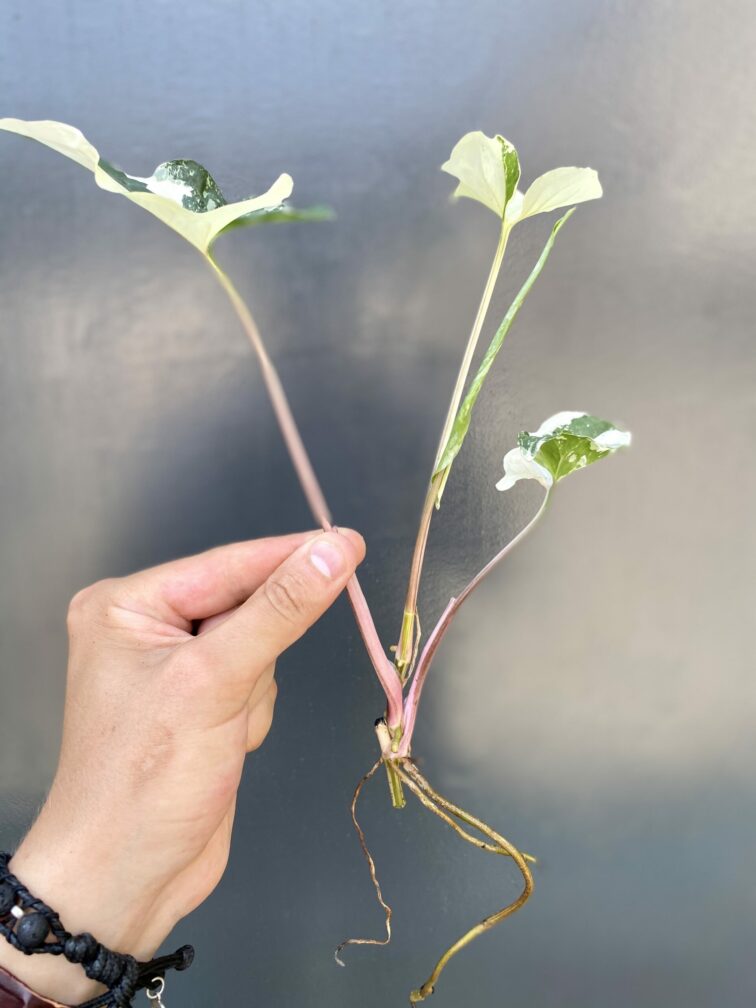 Zdjęcie rośliny Sadzonka Syngonium Podophyllum Albo Variegata, ujęcie 2