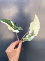 Zdjęcie rośliny Sadzonka Syngonium Podophyllum Albo Variegata, ujęcie 3