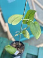 Zdjęcie rośliny Scindapsus Jade Satin, ujęcie 1