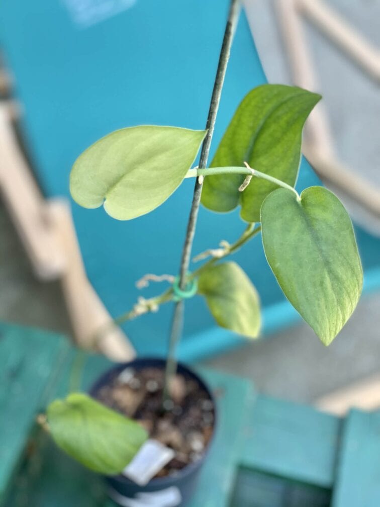 Zdjęcie rośliny Scindapsus Jade Satin, ujęcie 1