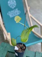 Zdjęcie rośliny Scindapsus Jade Satin, ujęcie 2