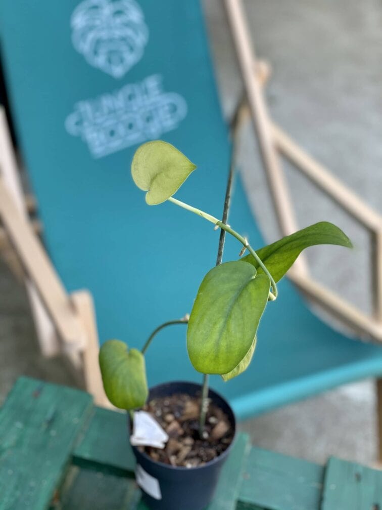 Zdjęcie rośliny Scindapsus Jade Satin, ujęcie 2