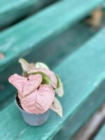 Zdjęcie rośliny Syngonium Neon Robusta, ujęcie 2